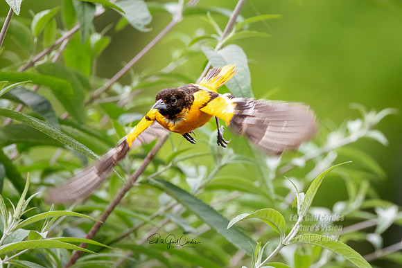 R5 2024-06-12-9835-Edit
