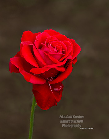 Rose Catching Rain Vert