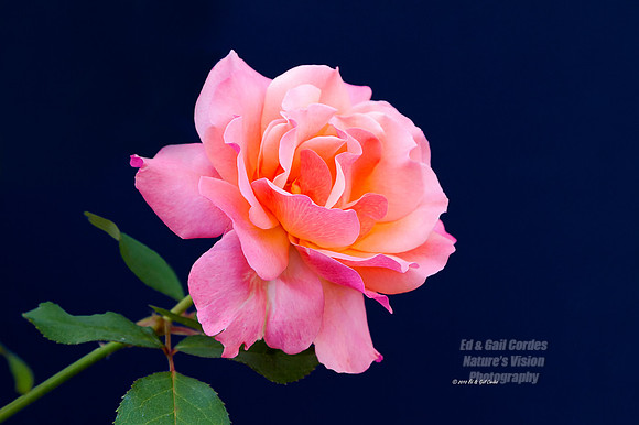 7D 2010-06-30-5771A