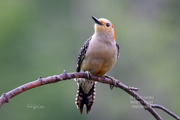 R5 2024-06-12-9829-Edit