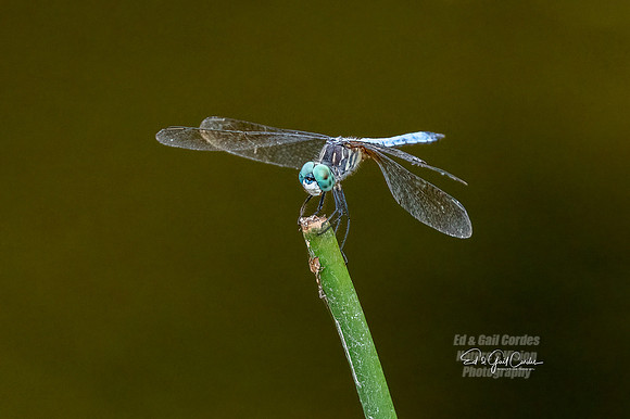 R5 2022-08-06-3990-Edit
