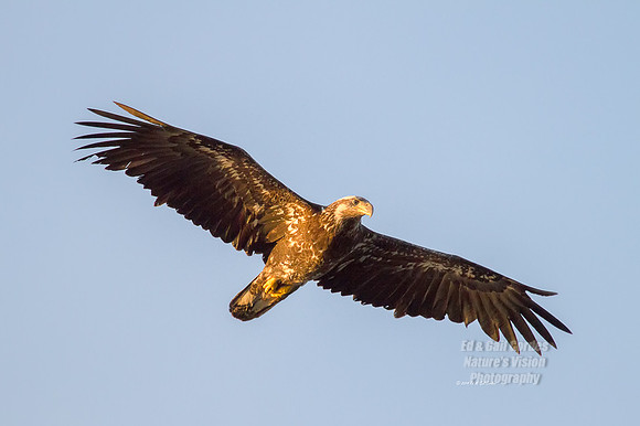7D 2014-06-11-5966