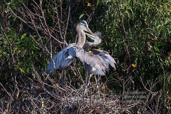 R5 2024-03-17-8589-Edit