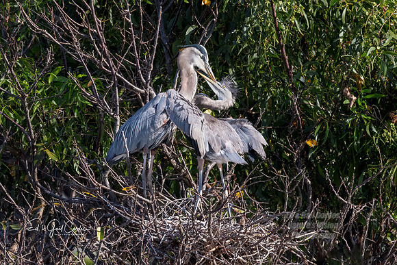 R5 2024-03-17-8586-Edit