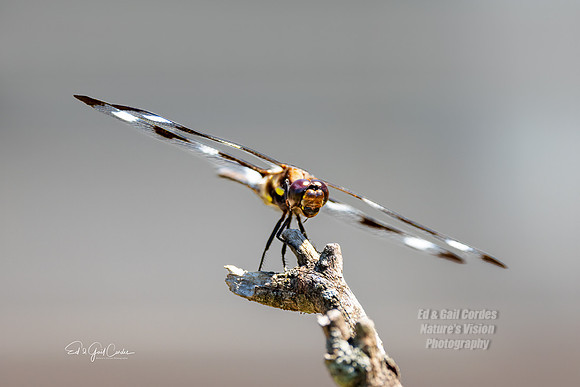 R5  2022-07-04-3484-Edit