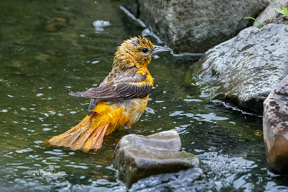 R5 2024-06-12-9859-Edit