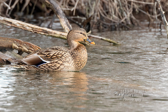 R5 2022-01-19-0059-Edit