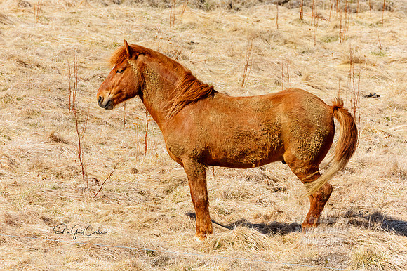 5D4 2022-05-09-3506-Edit