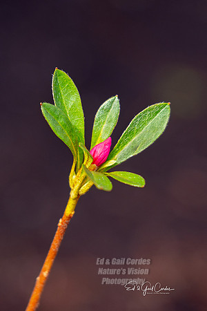 R5 2024-04-30-9516-Edit